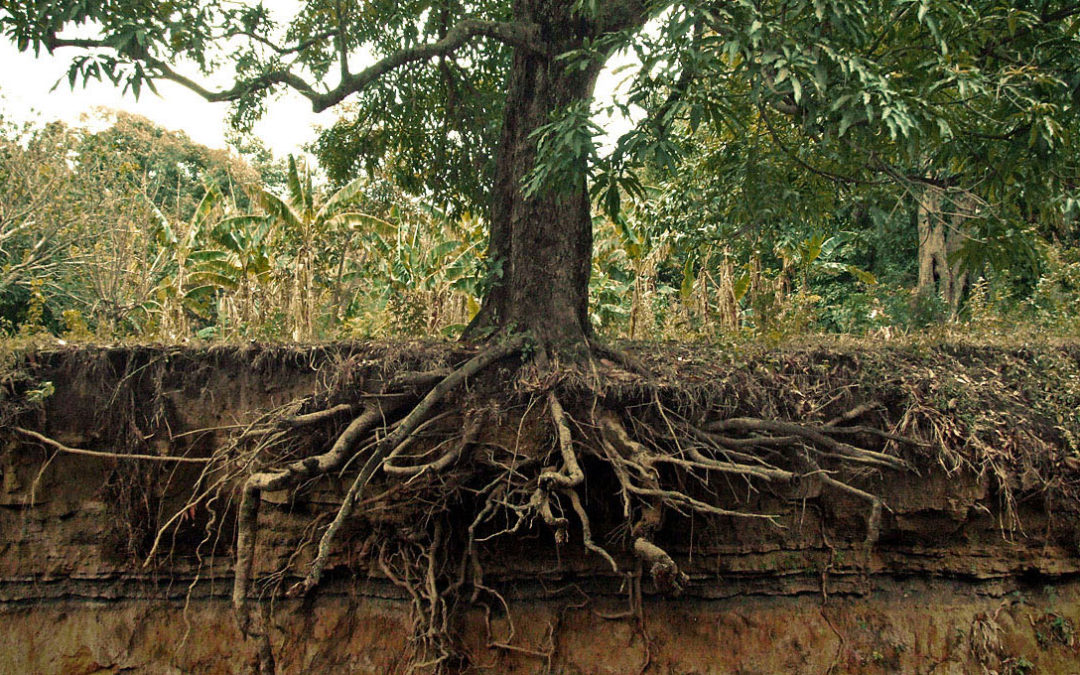 A Look At Roots – Tree Care