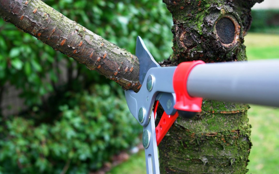 The Benefits of Tree Pruning You Should Know About