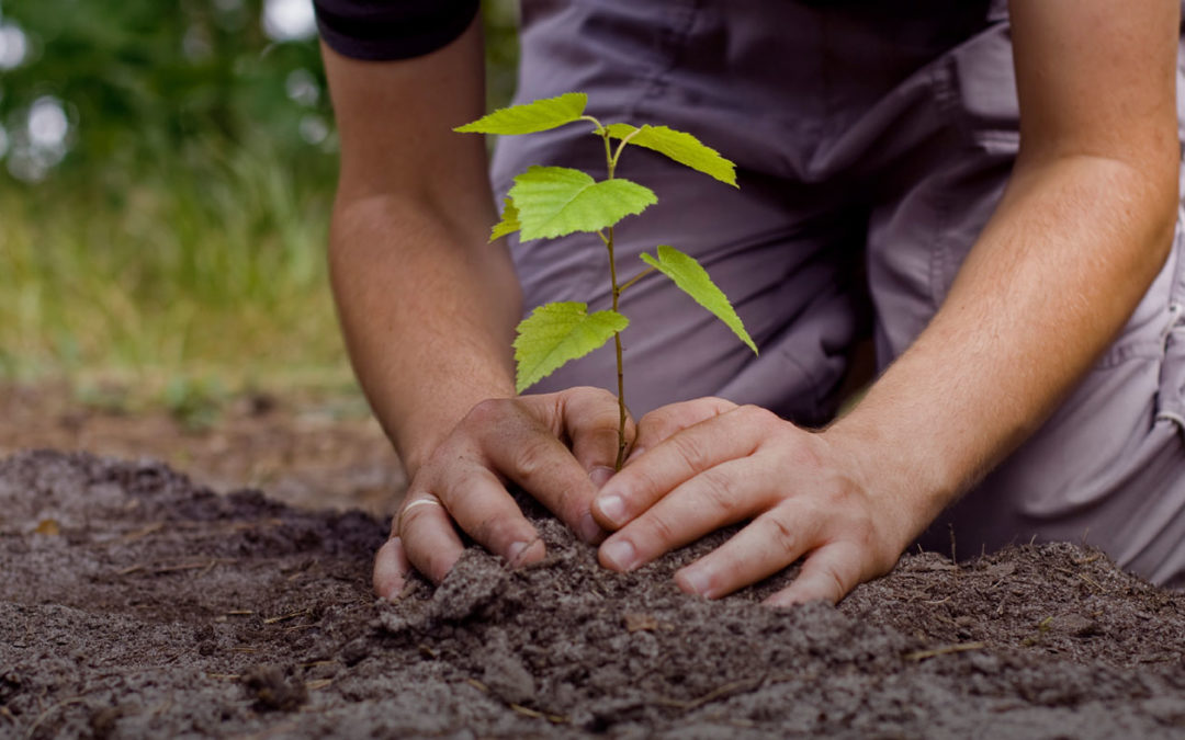 Tree Planting Could Be A Lot More Involved Than You Think