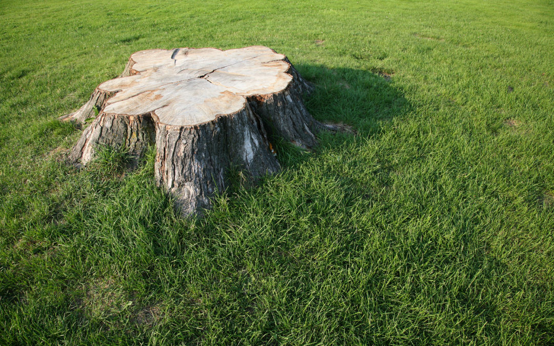 Stump Removal – Why You May Want To Leave It To The Pros