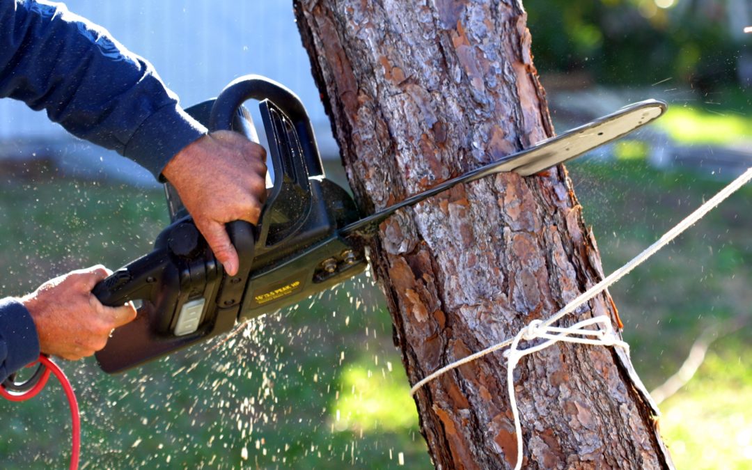 The Clear Benefits of Professional Tree Removal